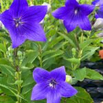 Balloon Flower Blue