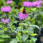 Bee Balm Purple
