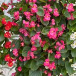 Begonia Green Leaf Pink Flower