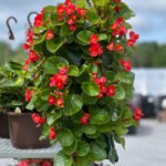 Begonia Green Leaf Red