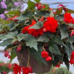 Begonia Illumination