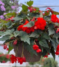 Begonia Illumination