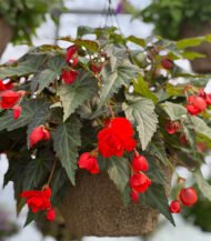 Begonia Illumination - Image 2