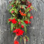 Begonia Illumination Red