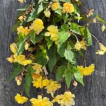 Begonia Illumination Yellow