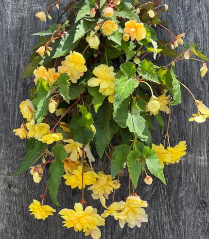 Begonia Illumination Yellow