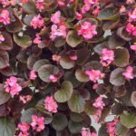 Begonia Red Leaf Pink