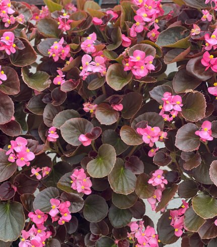 Begonia Red Leaf Pink