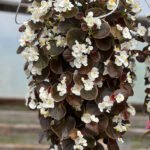 Begonia Red Leaf White