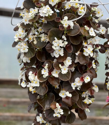 Begonia Red Leaf White