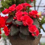 Begonia Solenia Scarlet