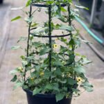 Black Eyed Susan Vine