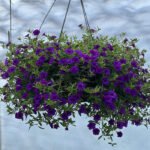 Calibrachoa Double Blue