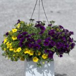 Calibrachoa Mix