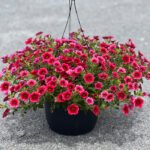 Calibrachoa Pomegranate Punch