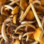 Chestnut