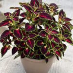 Coleus