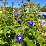 Delphinium Blue