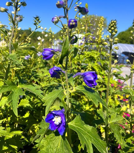 Delphinium Blue