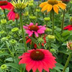 Echinacea Coneflower