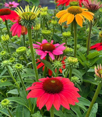 Echinacea Coneflower