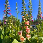 Foxglove Mix 01
