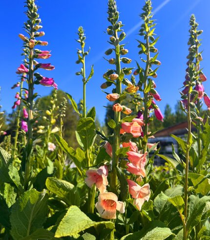 Foxglove Mix 01