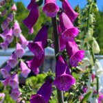 Foxglove Mix 02