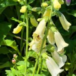 Foxglove White