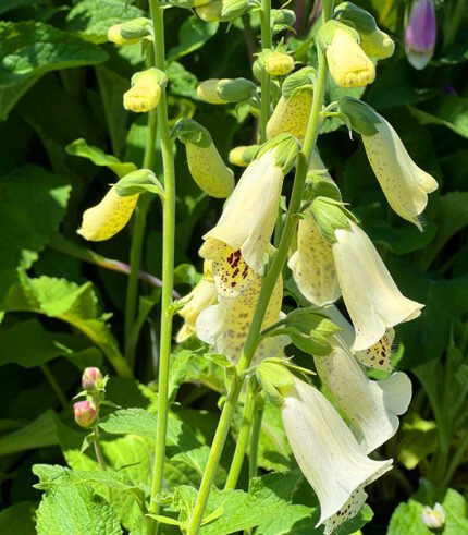 Foxglove White