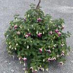 Fuchsia Pink White
