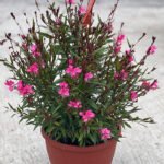 Gaura Pink