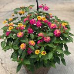 Lantana Pink and Yellow Mix