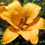 Lily 1