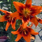Lily 2