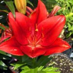 Lily 3