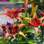 Lily 4