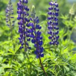 Lupine Blue