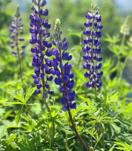 Lupine Blue