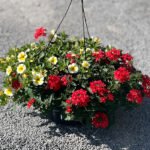 Mix Red Verbena and Yellow Bells