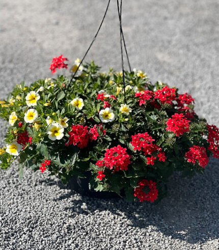 Mix Red Verbena and Yellow Bells