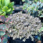 Orostachys