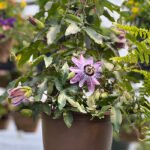 Passion Flower