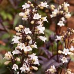 Penstemon Husker Red