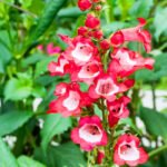 Penstemon Red