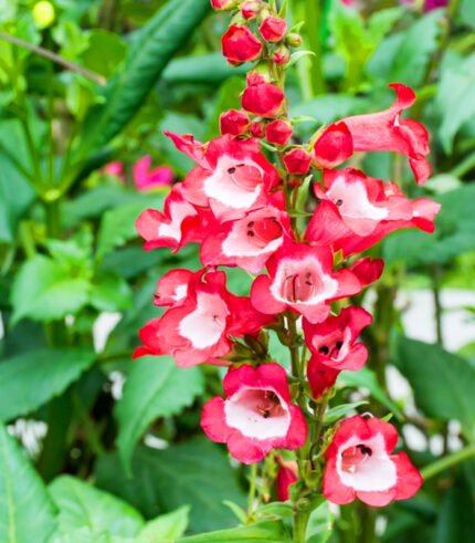 Penstemon Red