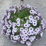 Petunia Blue Vein Mix