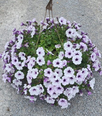 Petunia Blue Vein Mix
