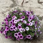Petunia Bordeaux Mix