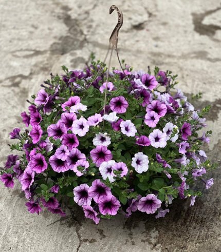 Petunia Bordeaux Mix